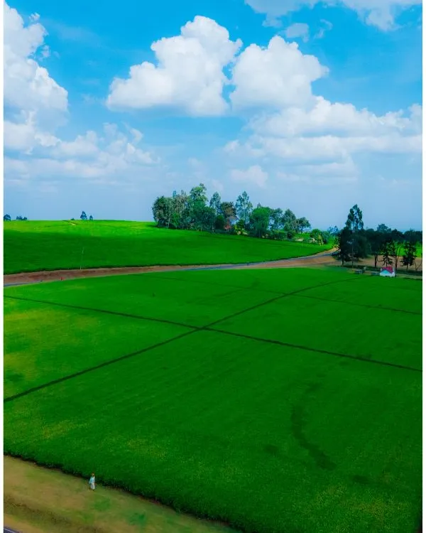 Tigoni Tea Farms