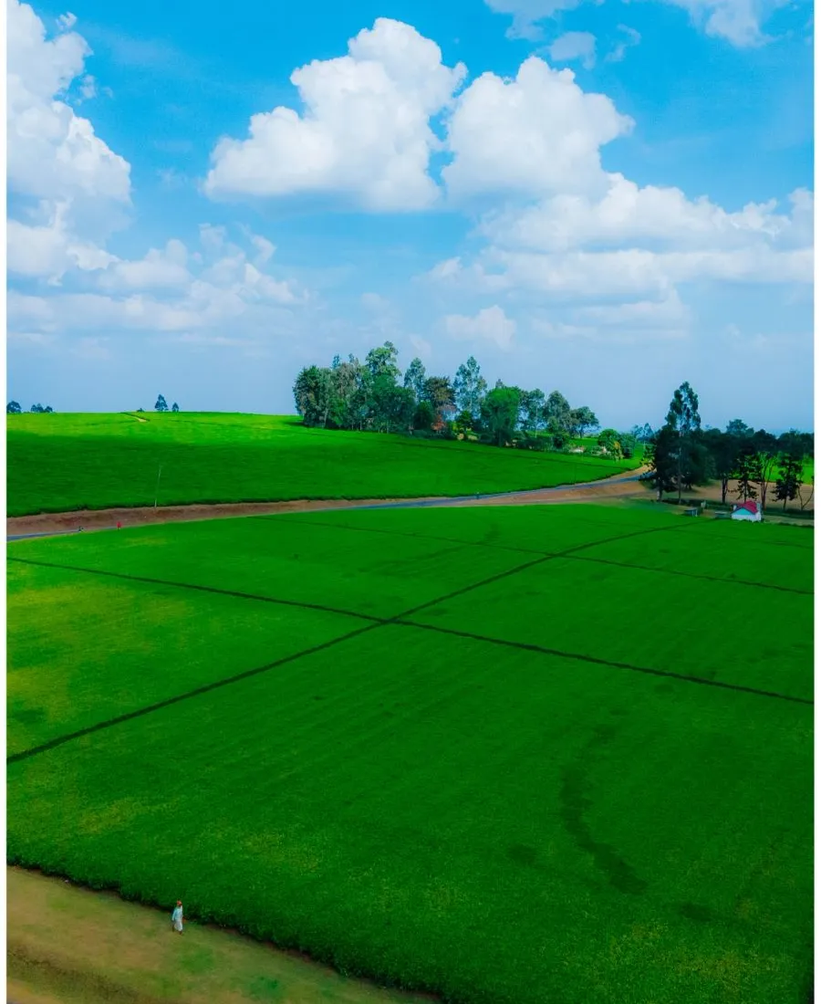 Tigoni Tea Farms