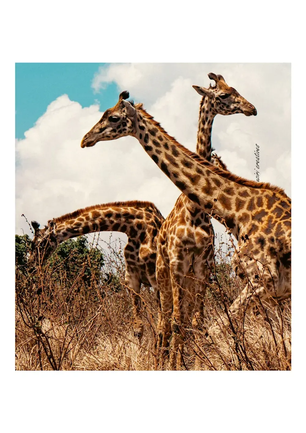 Serengeti Tanzania photo 6