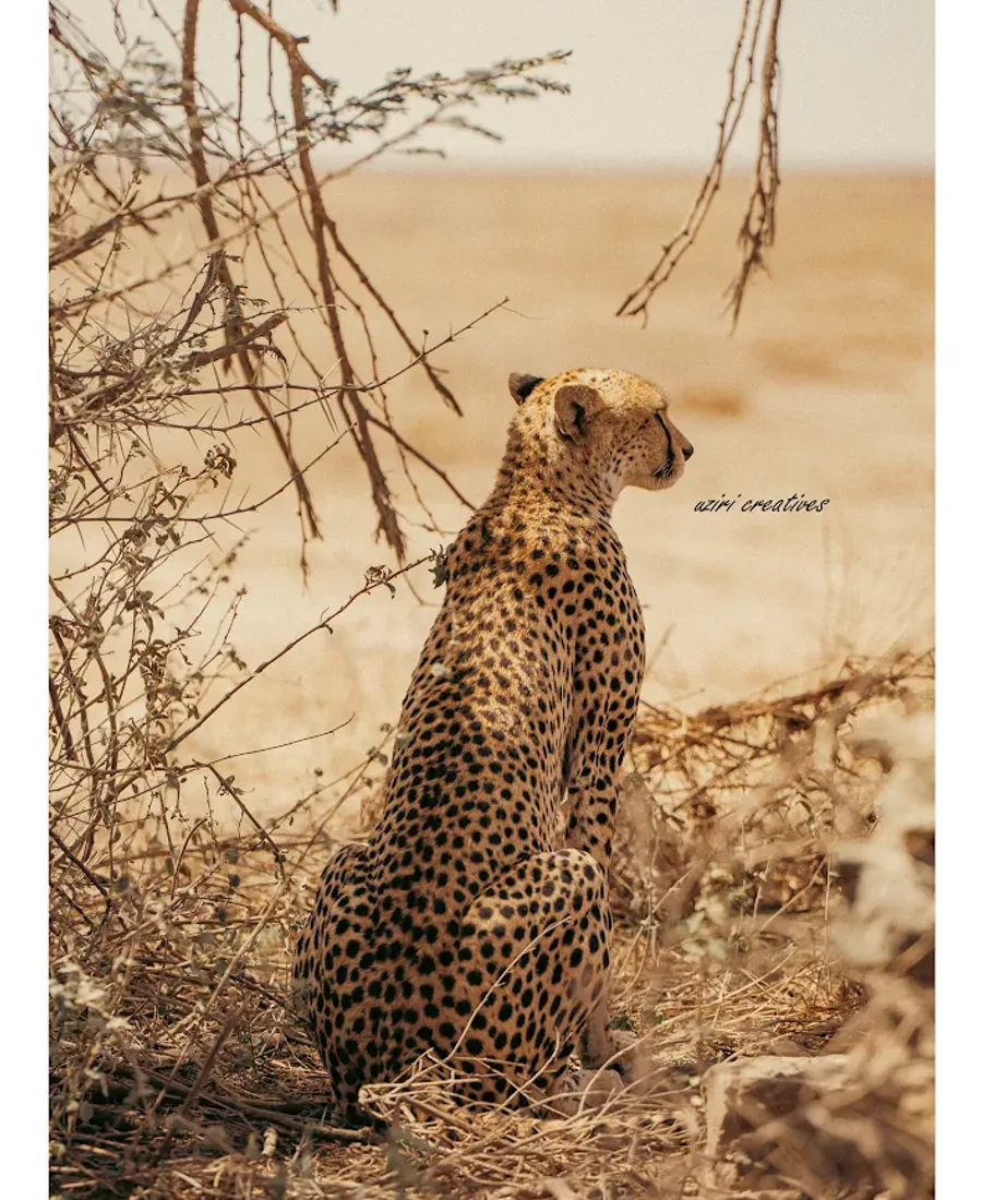 Serengeti Tanzania