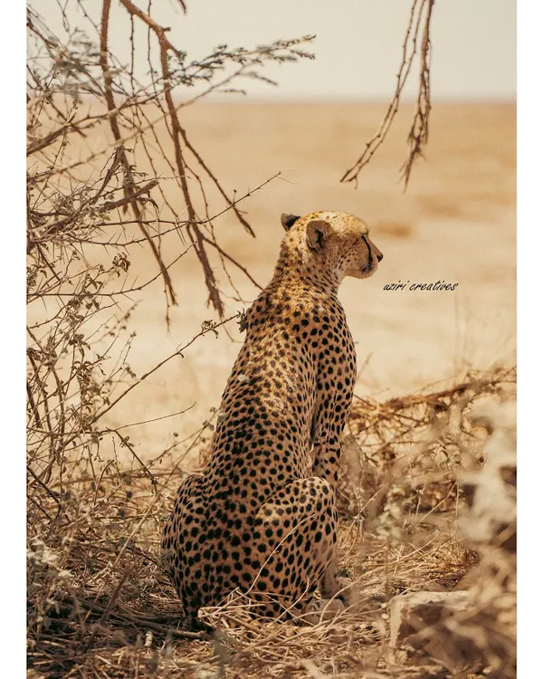 Serengeti Tanzania