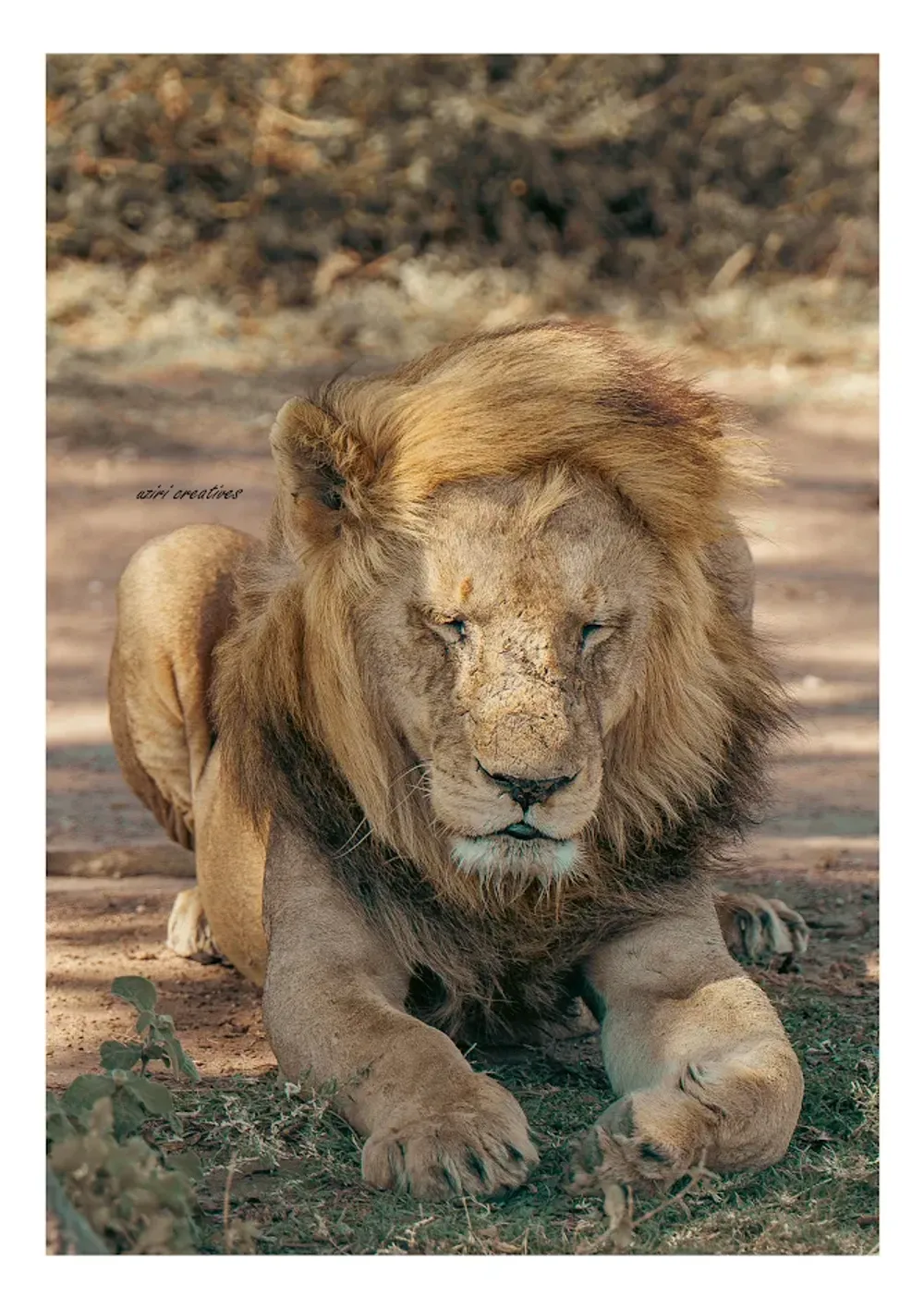 Serengeti Tanzania photo 3
