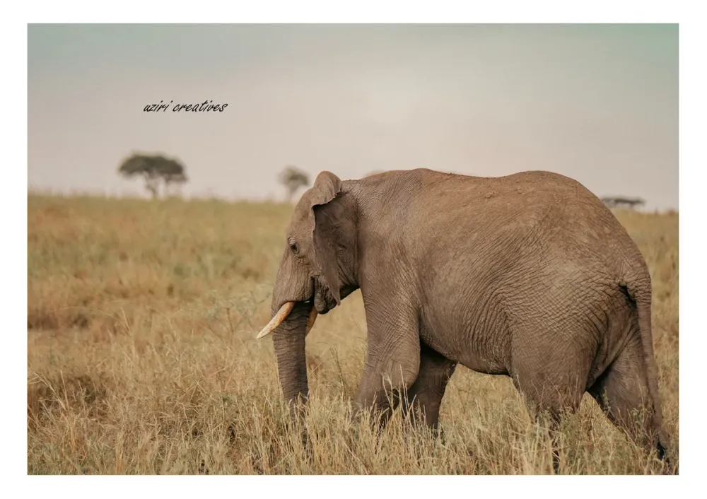 Serengeti Tanzania photo 1