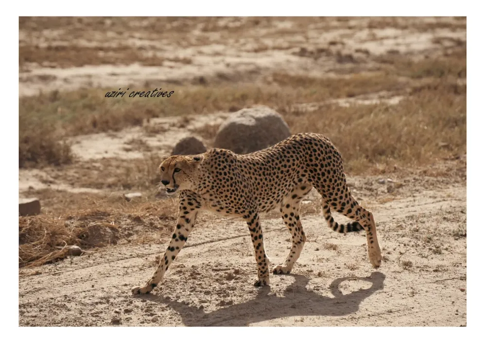 Serengeti Tanzania photo 5